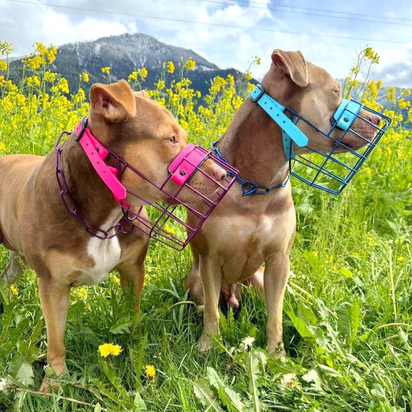 MF Staffy 3 *ausverkauft*