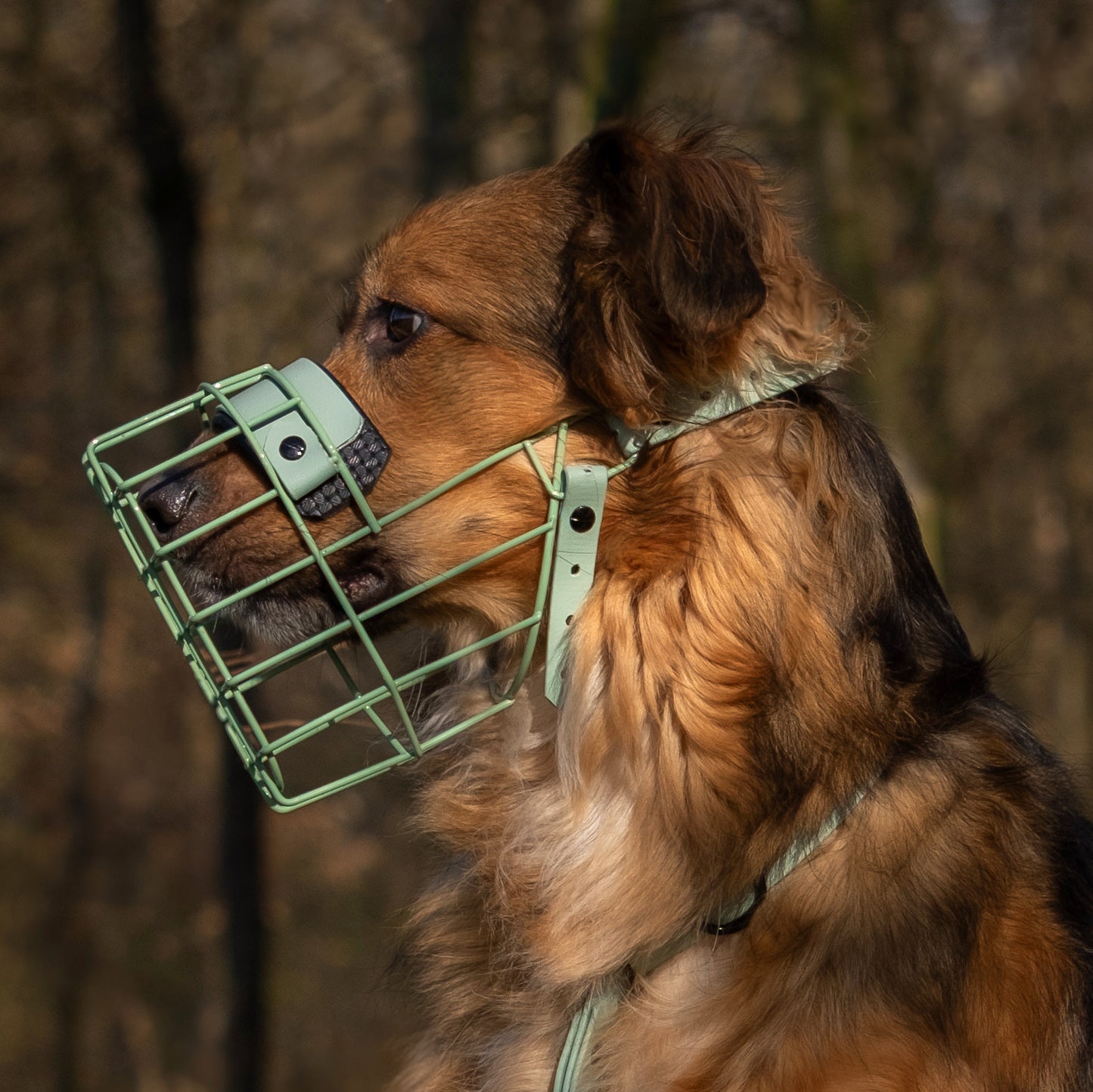 MF Hütehund 2