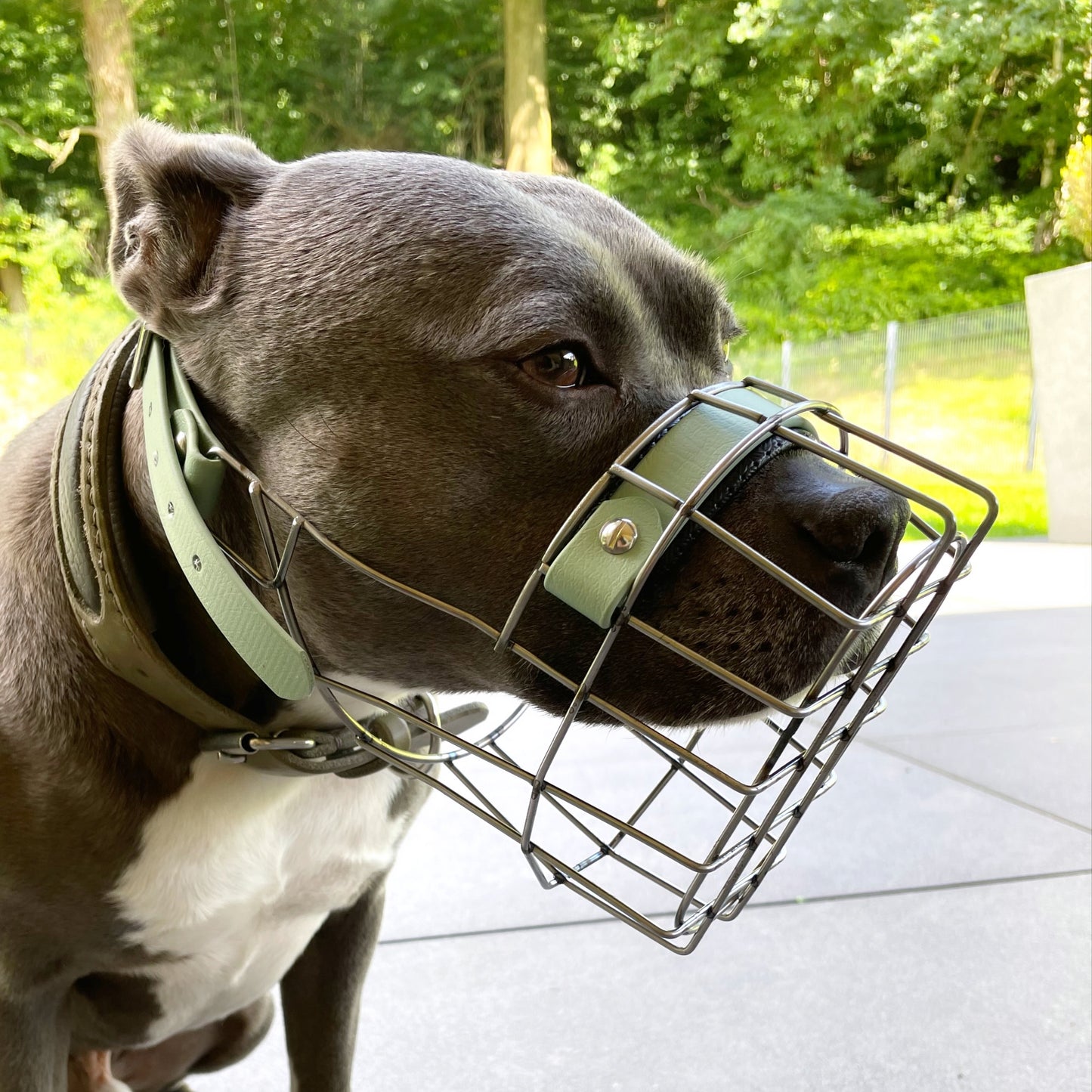 MF Staffy 1