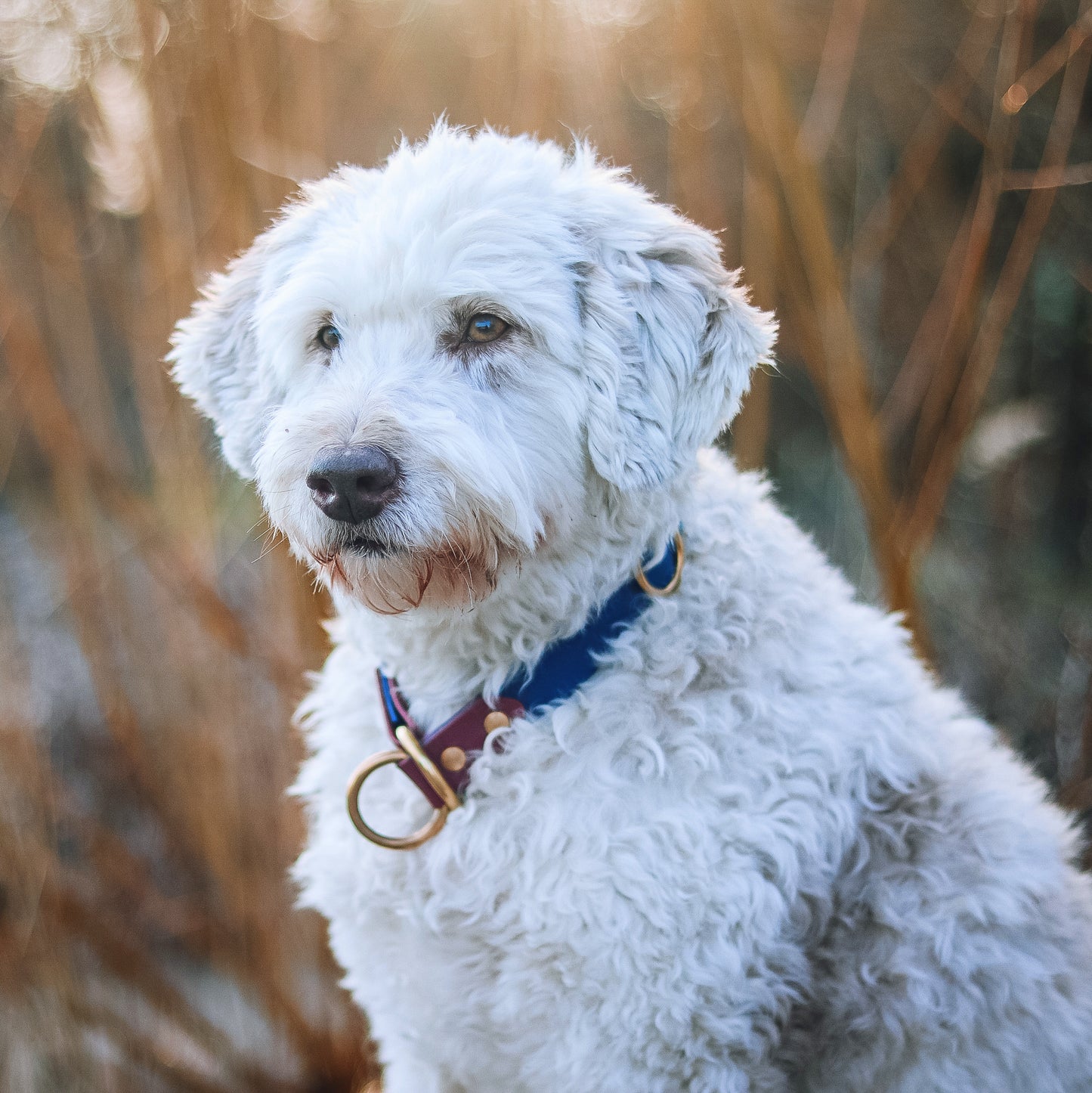 Biothane Zugstopp-Halsband Denver