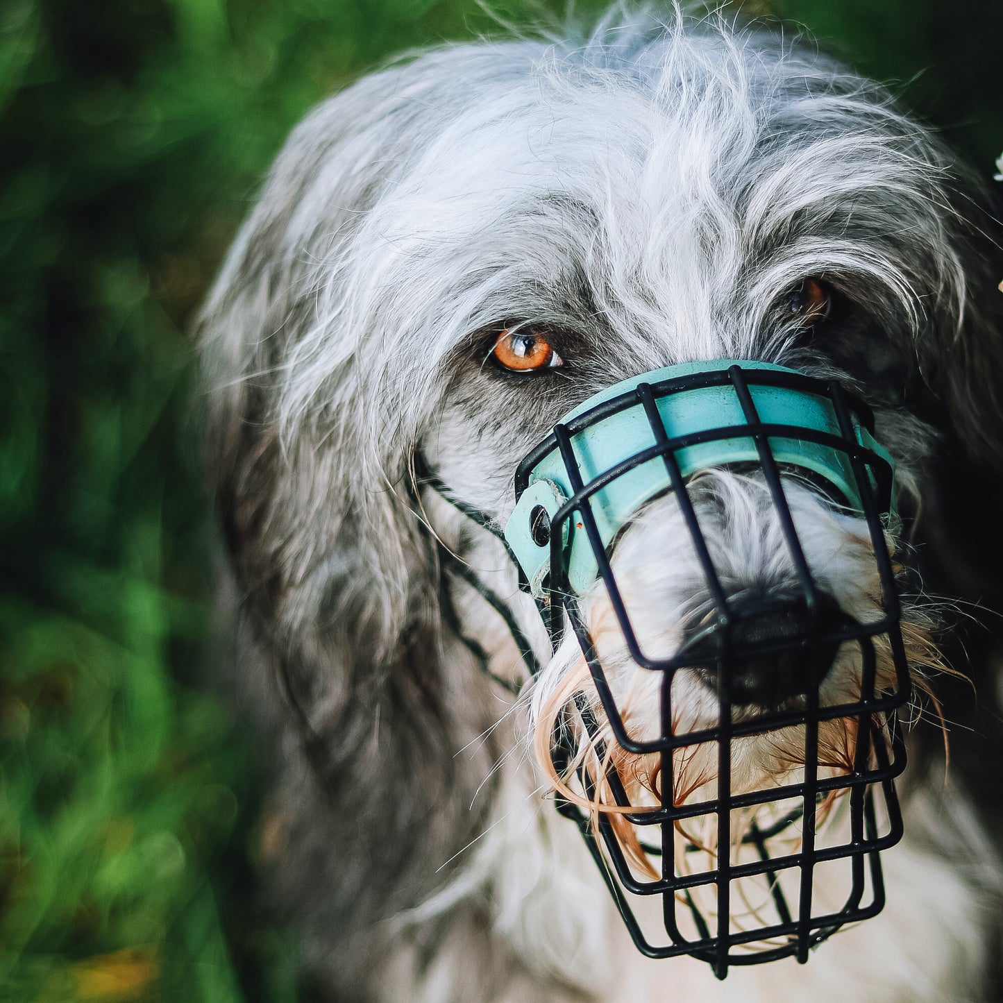 MF Hütehund 1 *Reservierung*