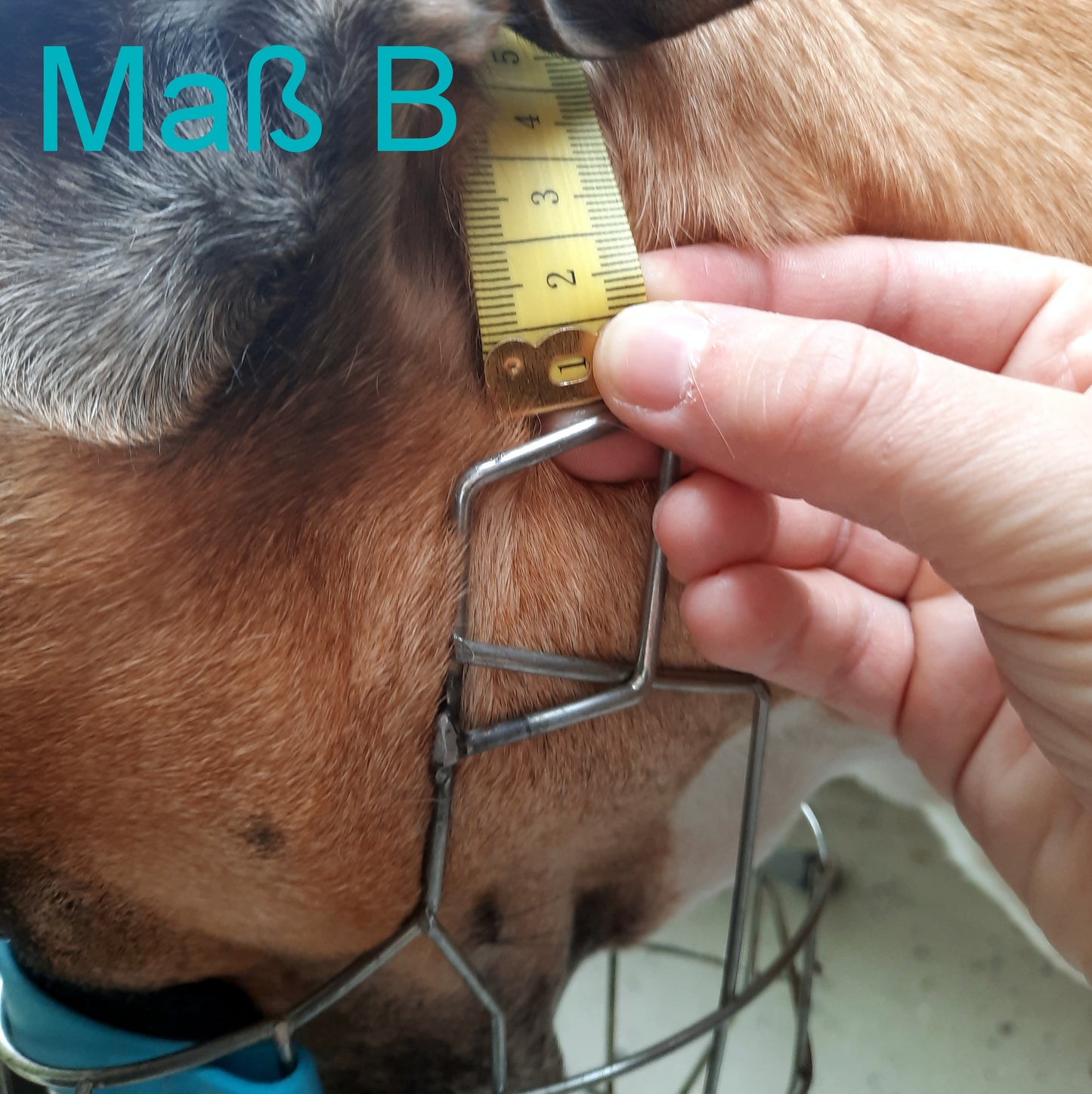 Verschlussriemen Flex Plus