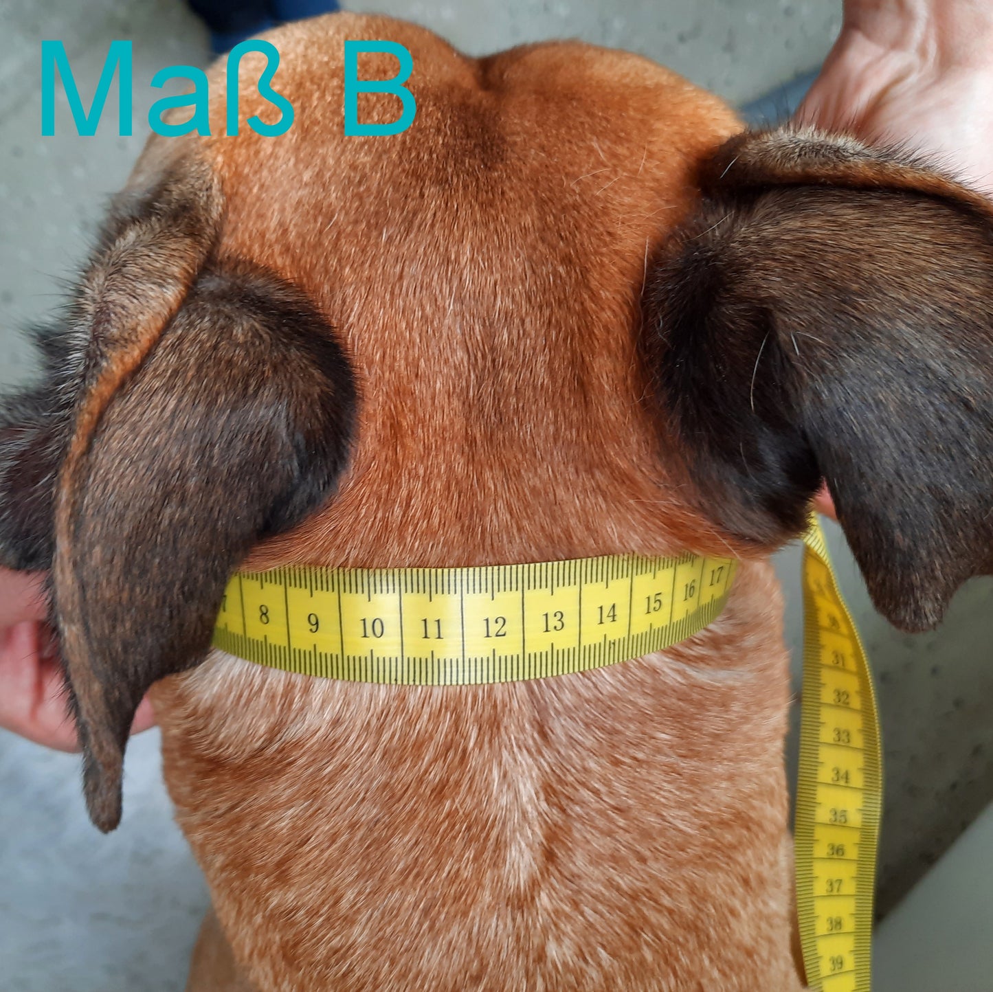 Verschlussriemen Danger Plus