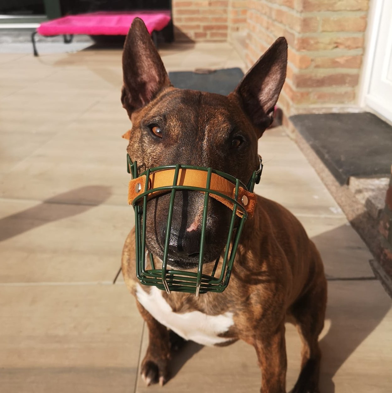 Maulkorb Testpaket für Miniature Bullterrier und Bullterrier (Bitte Beschreibung lesen!)