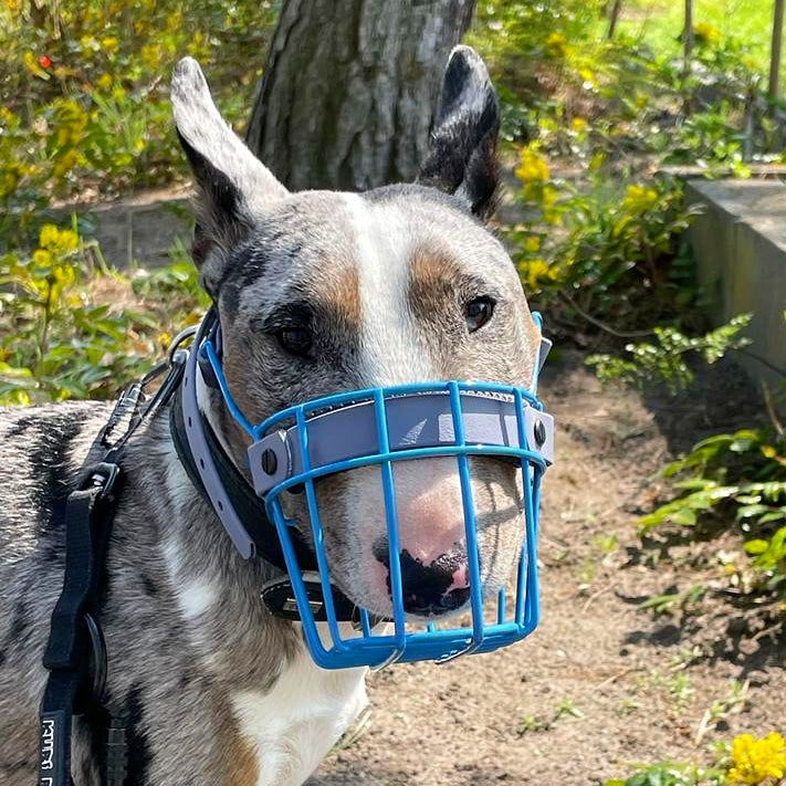 Maulkorb Testpaket für Miniature Bullterrier und Bullterrier (Bitte Beschreibung lesen!)