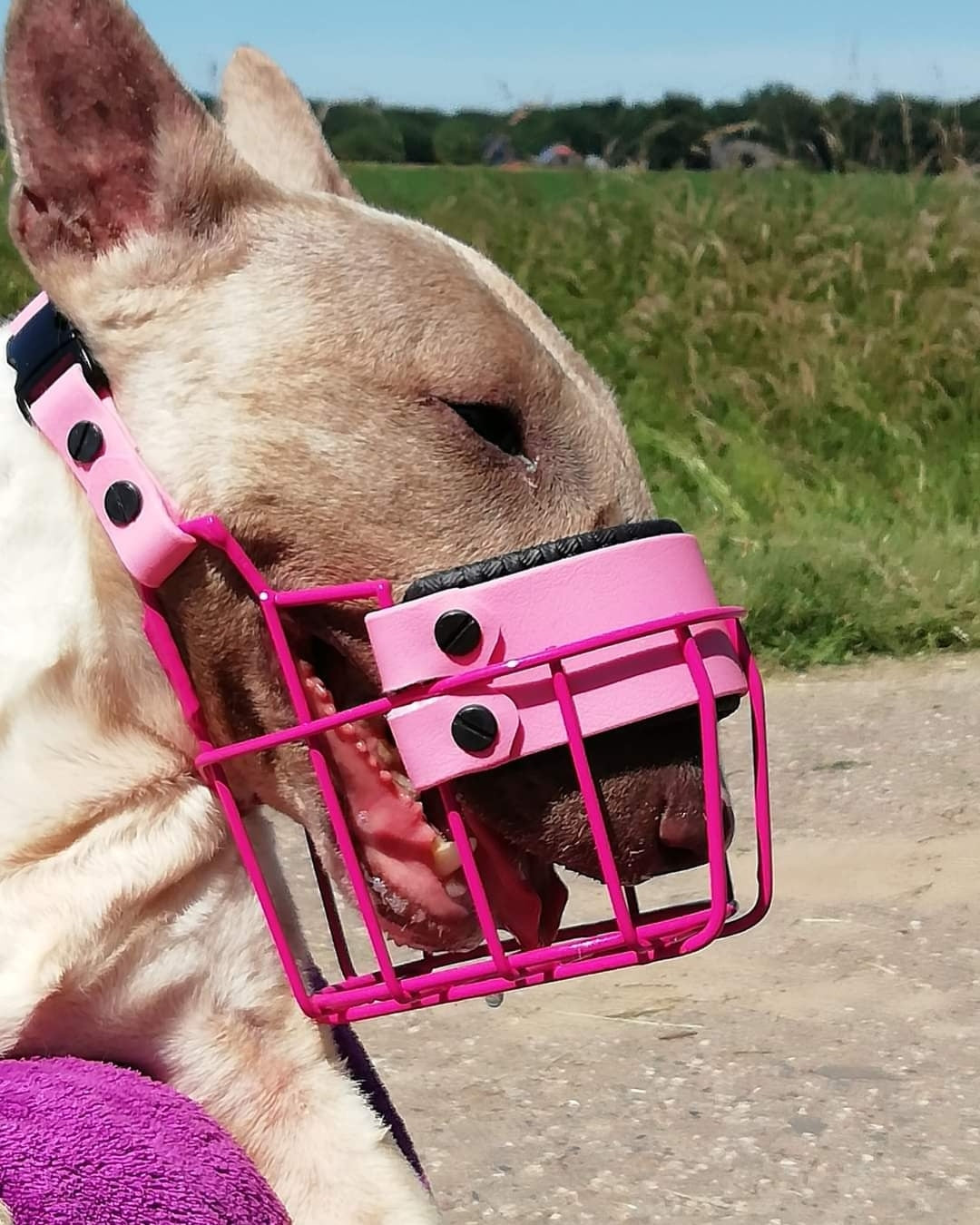 Maulkorb Testpaket für Miniature Bullterrier und Bullterrier (Bitte Beschreibung lesen!)