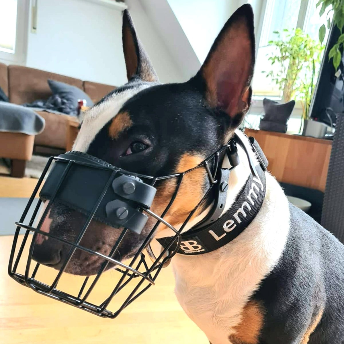 Maulkorb Testpaket für Miniature Bullterrier und Bullterrier (Bitte Beschreibung lesen!)
