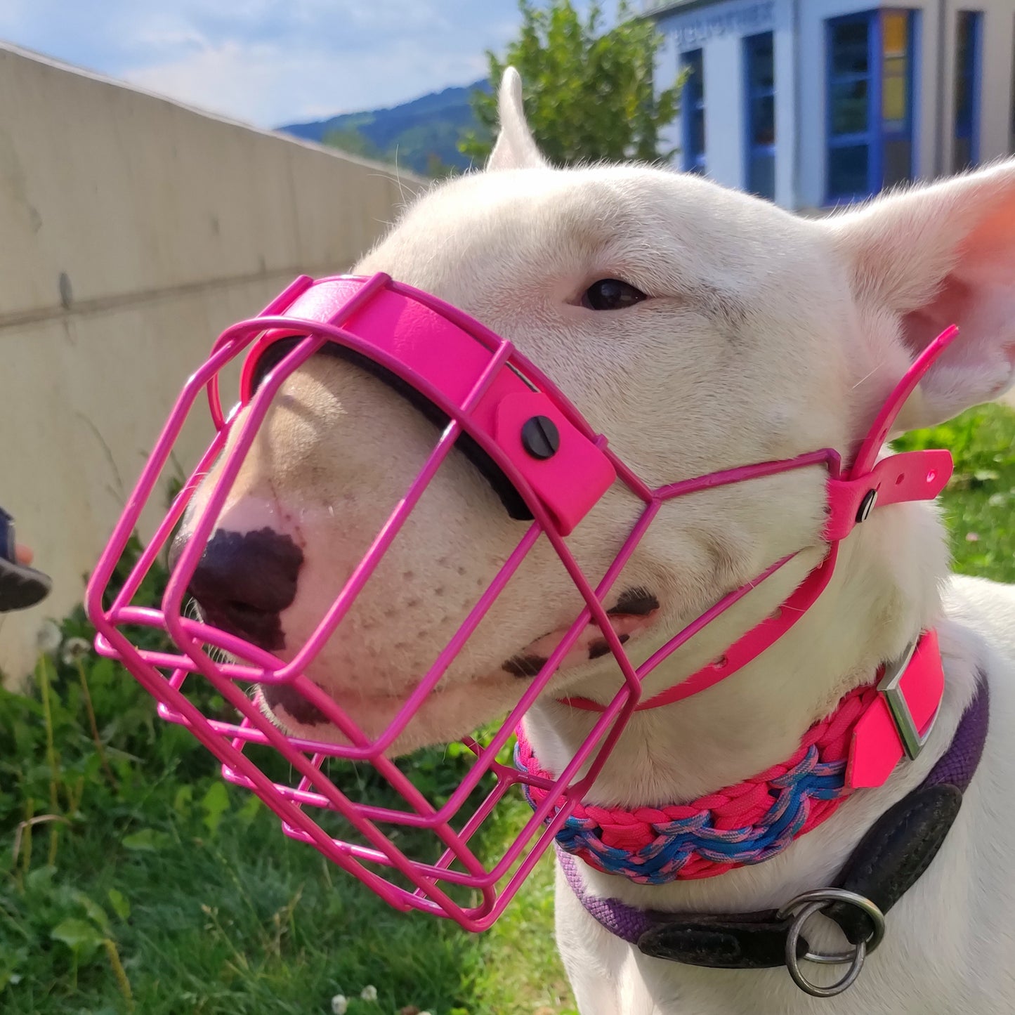 Maulkorb Testpaket für Miniature Bullterrier und Bullterrier (Bitte Beschreibung lesen!)