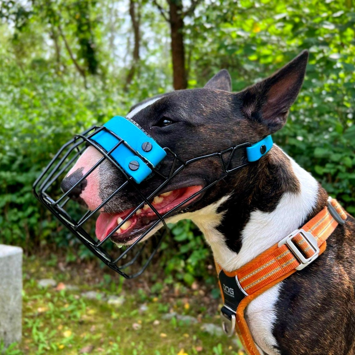 Maulkorb Testpaket für Miniature Bullterrier und Bullterrier (Bitte Beschreibung lesen!)