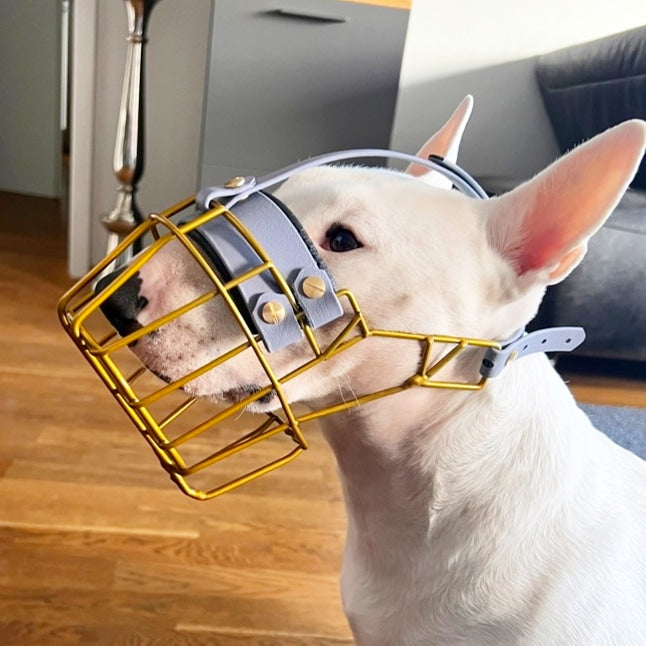 MF Bullterrier S lang