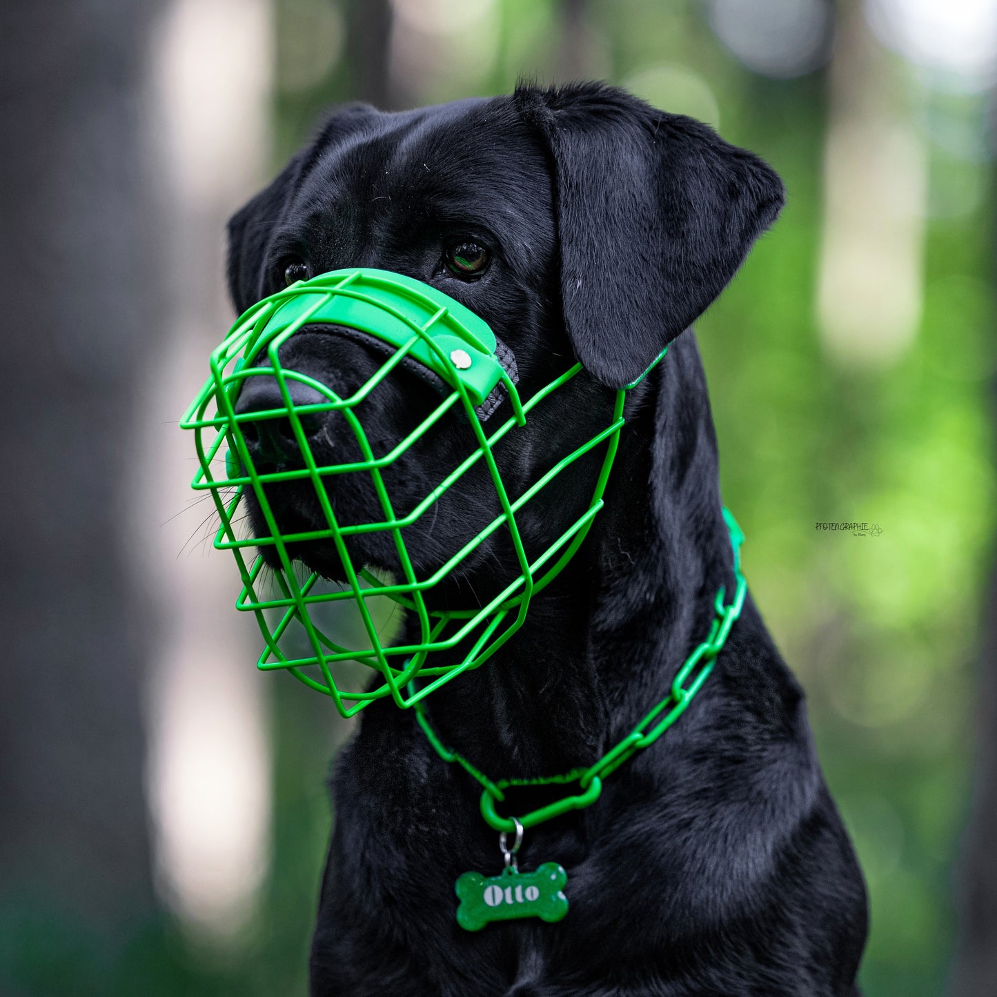 MF Staffy 3 *ausverkauft*