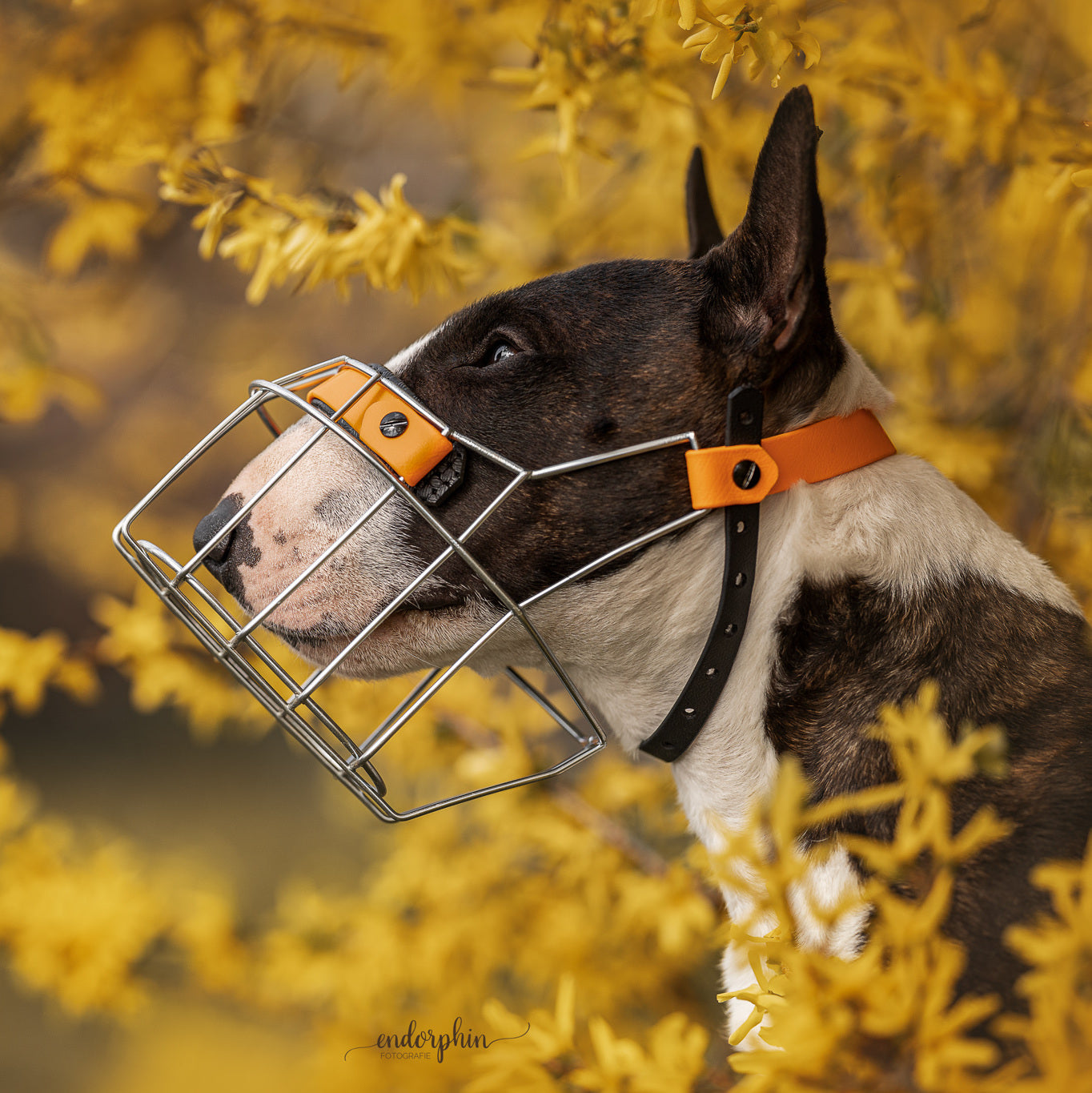 MF Bullterrier Größe M