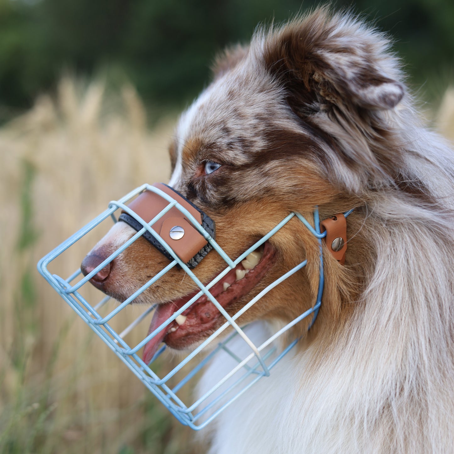 MF Hütehund 3