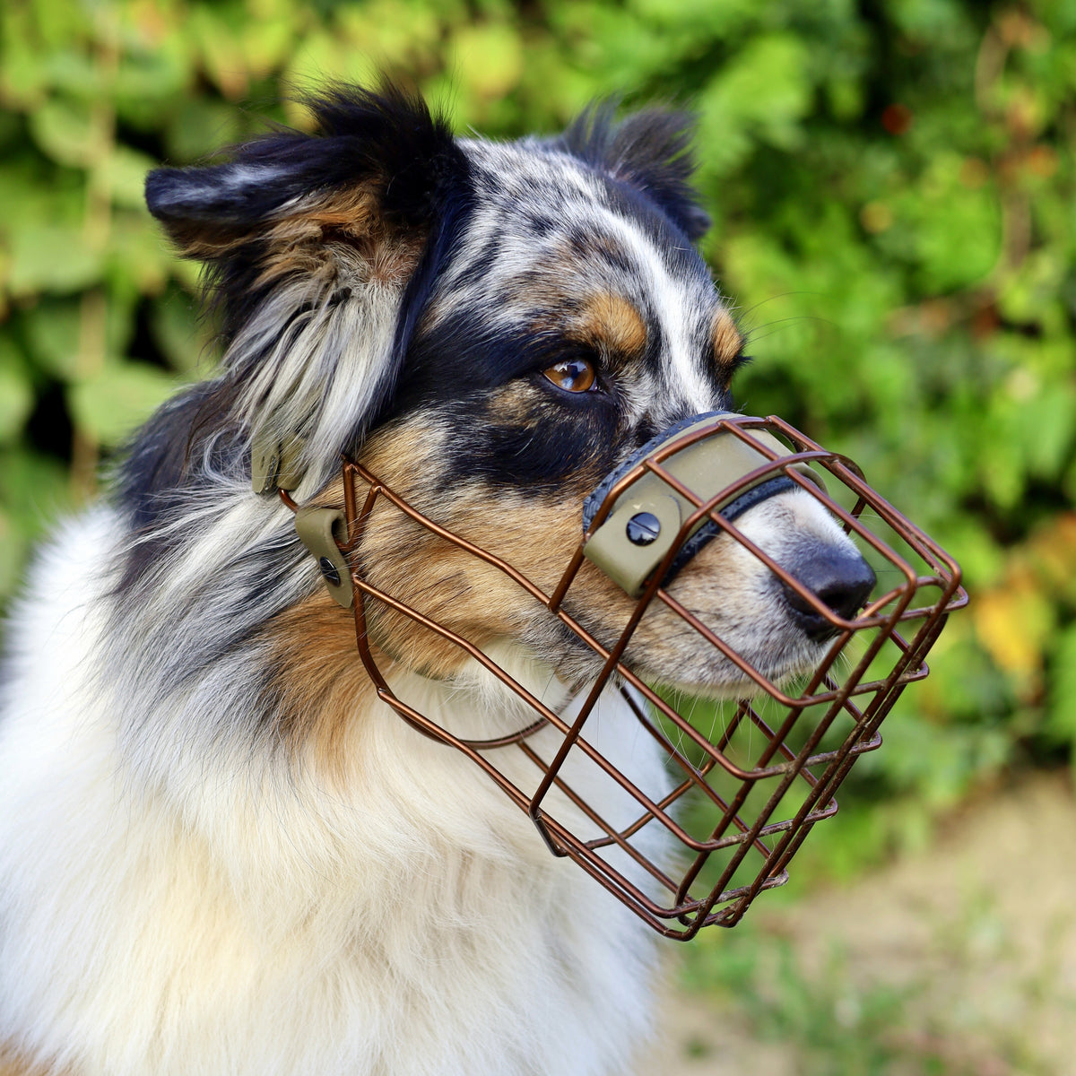 MF Hütehund 1