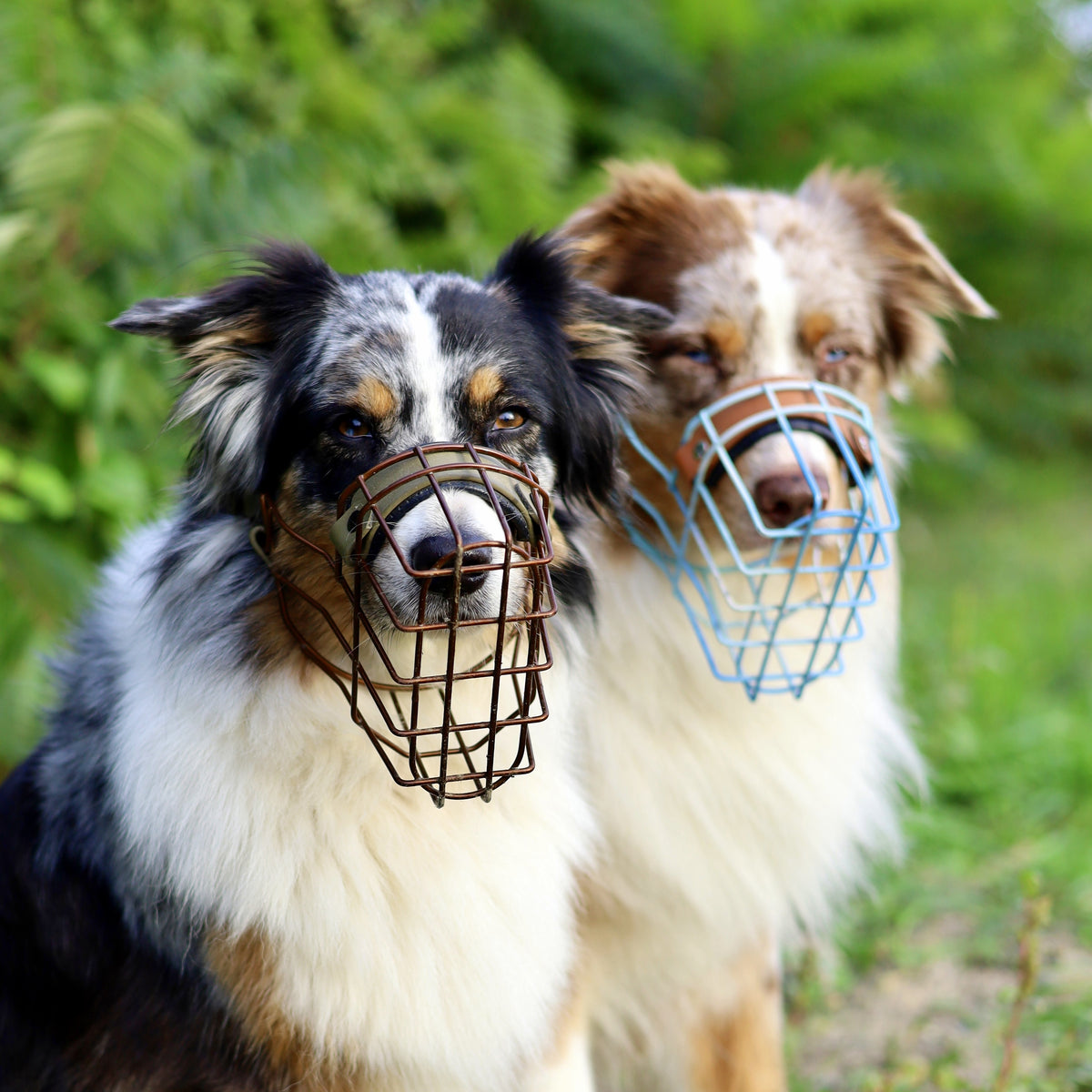 MF Hütehund 1
